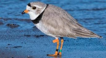 Piping Plover at Wasaga Beach Provincial Park