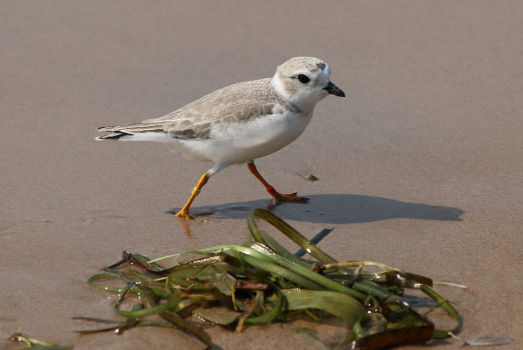 A Piping Plover fledgling on the beach next to some detritus.