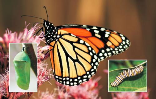 Monarch butterfly in its stages