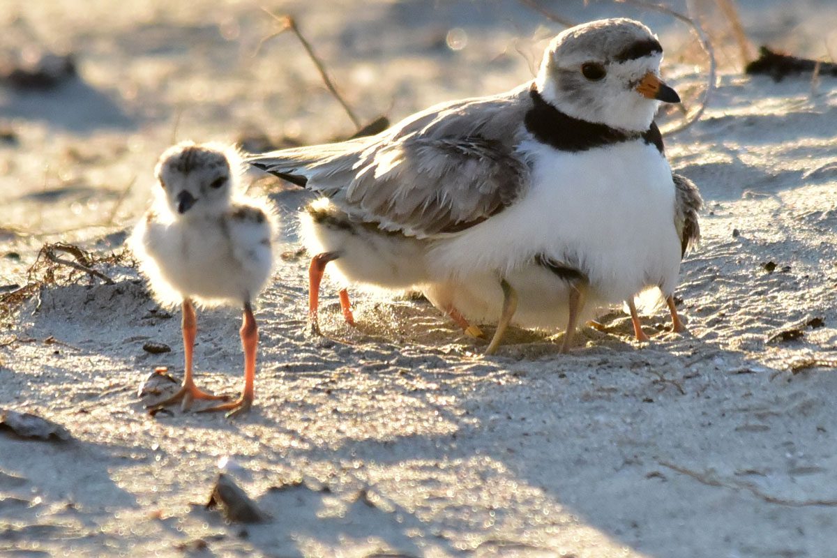 Piping Plover