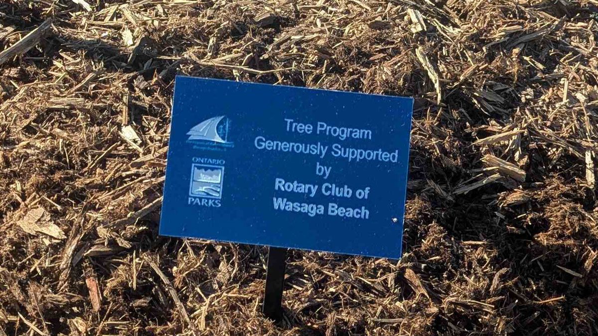 Commemorative Tree Program Plaque Commemorative Tree Program plaque at the base of a newly planted tree